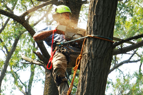 persona talando arbol